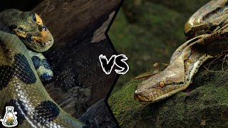 GREEN ANACONDA VS RETICULATED PYTHON  Who is the king of the snakes [upl. by Irakab700]