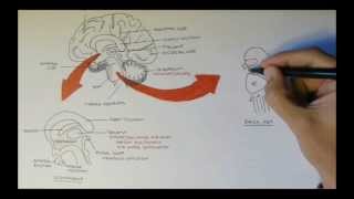 Brain Anatomy Overview  Lobes Diencephalon Brain Stem amp Limbic System [upl. by Schwitzer795]