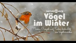 Vögel im Winter  Futterhäuschen und Meisenknödel [upl. by Phelips]