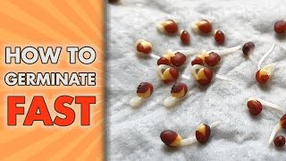 How To Germinate Seeds FAST  Paper Towel Seed GERMINATION Method [upl. by Bauer35]