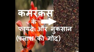 कमरकस के फायदे और नुकसान – kamarkas benefits and side effects in Hindi  kamarkas gond laddu panjiri [upl. by Colburn]