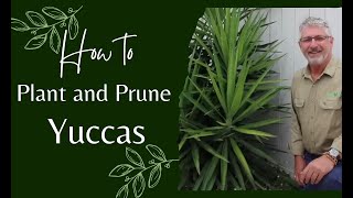 How to Prune and Plant Yuccas [upl. by Donna]