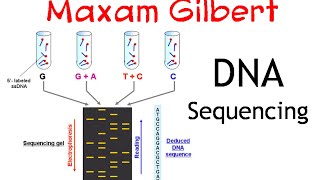 Maxam gilbert DNA sequencing method [upl. by Murtagh]