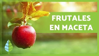 Cómo cultivar ÁRBOLES FRUTALES en MACETAS 🍑🌳🍎 [upl. by Jackelyn]