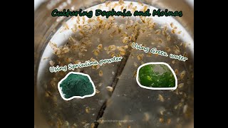 How To Culture Daphnia and Moinas using Green Water Spirulina powder [upl. by Kovar]