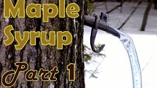 Making Maple Syrup Part 1 How to Select amp Tap a Maple Tree [upl. by Ecyoj255]