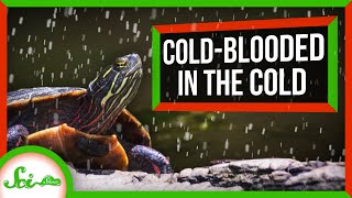 How quotColdBloodedquot Animals Survive the Cold [upl. by Sharron907]