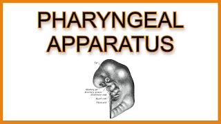 Pharyngeal Arches Pouches and Clefts [upl. by Darnell]