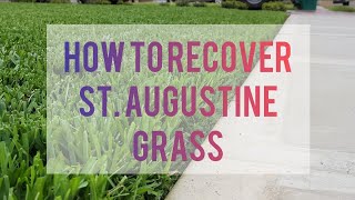 5 Steps To Recover St Augustine Grass [upl. by Ahtibat628]