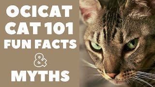 Ocicat Cats 101  Fun Facts amp Myths [upl. by Filomena]