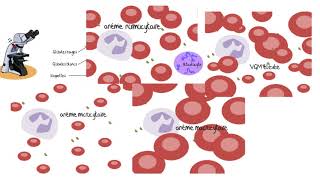 Comprendre les analyses sanguines [upl. by Nylasoj109]