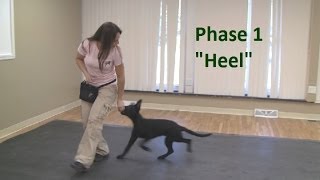 How to Train a Dog to quotHeelquot K91com [upl. by Tizes457]