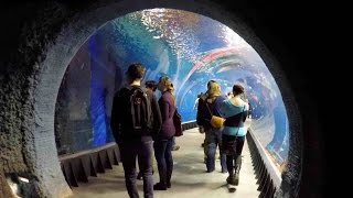 Oceanarium Afrykarium Wroclaw Poland WALKING TOUR HD 1080p [upl. by Wymore630]