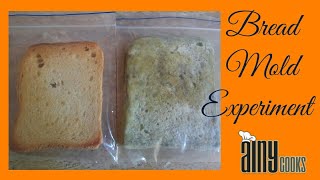 Bread Mold Fungus Experiment for Grade 56 [upl. by Norry]