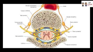 Anatomia  Nervios Espinales [upl. by Pals]