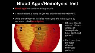 Microbiology HemolysisBlood Agar [upl. by Ynneb]