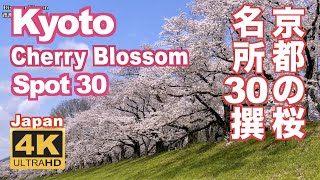 4K Japan Kyoto Cherry Blossom Spot 30（sakura 京都の桜名所30 京都観光 旅行 案内 清水寺 平安神宮 嵐山 円山公園 哲学の道 醍醐寺 二条城 祇園白川 [upl. by Raine686]