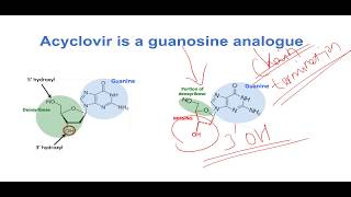 Mechanism of Action of Acyclovir [upl. by Hgielah183]