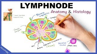 LYMPH NODE Anatomy amp Histology Simplified  Lymphatic System [upl. by Doane]