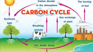 BIOGEOCHEMICAL CYCLES CARBON CYCLE [upl. by Esilehs]