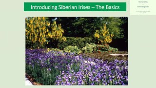 Introducing Siberian Irises  The Basics [upl. by Anaitak]