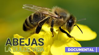 Abejas la Dulce Vida Documental [upl. by Colly]