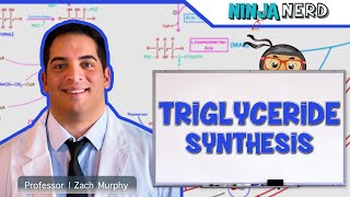 Metabolism  Triglyceride Synthesis [upl. by Chubb687]