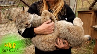 Canadian Lynx [upl. by Aibara]