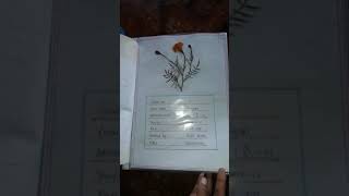 Herbarium project file [upl. by Klecka]