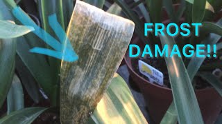 My plants got Frost Damage  here’s what to do [upl. by Cod]