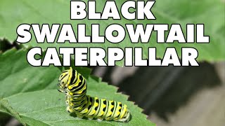 Meet The Black Swallowtail Caterpillar [upl. by Ianaj]