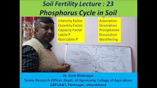 Phosphorus Cycle in Soil [upl. by Eniawed120]