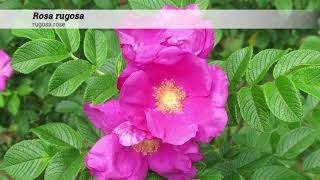 rugosa rose Rosa rugosa [upl. by Ajiram]