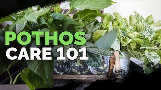 Pothos Care 101 Is This the Easiest Houseplant to Care For [upl. by Plato]