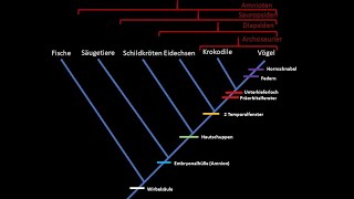 Kladistik Tutorial phylogenetische Systematik [upl. by Garland]