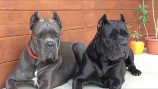 11 Facts You Need to Know Before Buying a Cane Corso [upl. by Akerdnahs707]