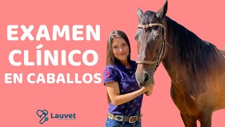 EXAMEN CLÍNICO EN CABALLOS  Lauvet [upl. by Nageet787]