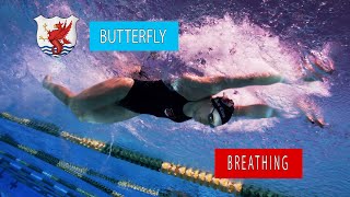 Butterfly Swimming Technique  Breathing Pattern [upl. by Ahsenrat]