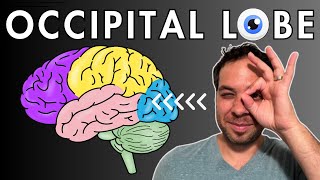 The Occipital Lobe Visual Cortex  Location and Function [upl. by Temirf]