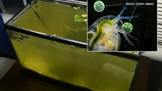 Raising Daphnia for the Freshwater Aquarium [upl. by Ahsatsana]