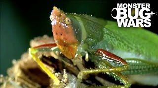 Banana Spider vs Orange Horned Katydid  MONSTER BUG WARS [upl. by Simdars470]