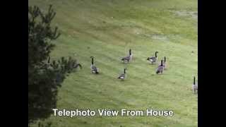 Herding Geese Harmlessly using a Green Laser Watch for green dot on ground near geese [upl. by Eenalem]