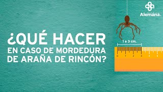 ¿Qué hacer en caso de mordedura de araña de rincón  Clínica Alemana [upl. by Elletnahs]