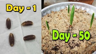 DATE SEED GERMINATION  How to Grow Date Palm Tree from Seed  Date Palm Plant  Sprouting Seeds [upl. by Jacky]