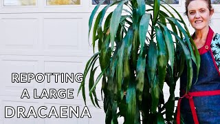 HOW TO REPOT A LARGE DRACAENA  JoyUsGarden [upl. by Suoicul565]