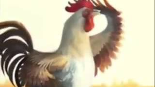 Quando un Gallo ti sveglia [upl. by Anahsak]