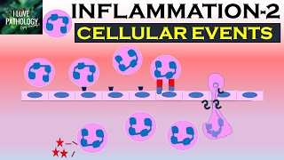 INFLAMMATION Part 2 Cellular Events Leukocyte Recruitment [upl. by Ede515]