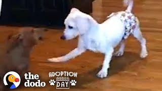 This Puppy Mill Dog Is Finally About To Get A Family  The Dodo Adoption Day [upl. by Rihsab]