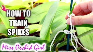 How to train Phalaenopsis Orchid flower spikes Very detailed tutorial [upl. by Maroney644]