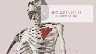 Pectoralis Minor Shoulder Series Part 12 3D Animation [upl. by Andrea]